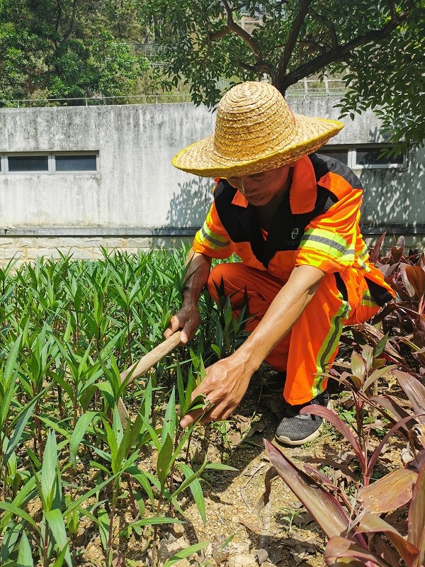 综合绿地绿化养护包含哪些